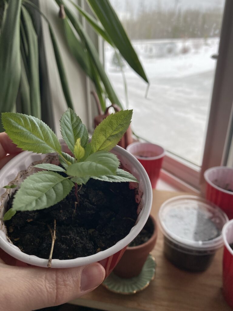 Purpose And Clarity In The Mundane Everyday Img 2040 768x1024