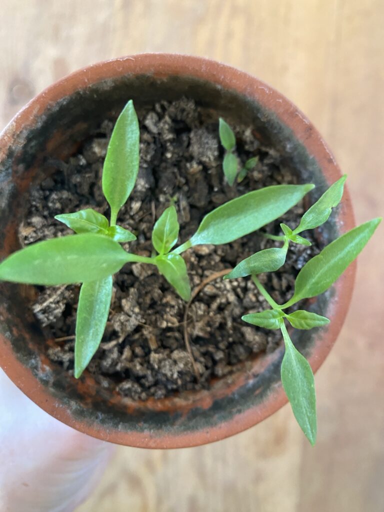 Purpose And Clarity In The Mundane Everyday Img 2061 768x1024