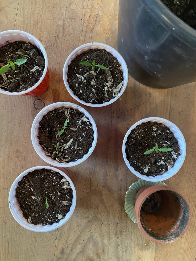 Purpose And Clarity In The Mundane Everyday Img 2062 768x1024