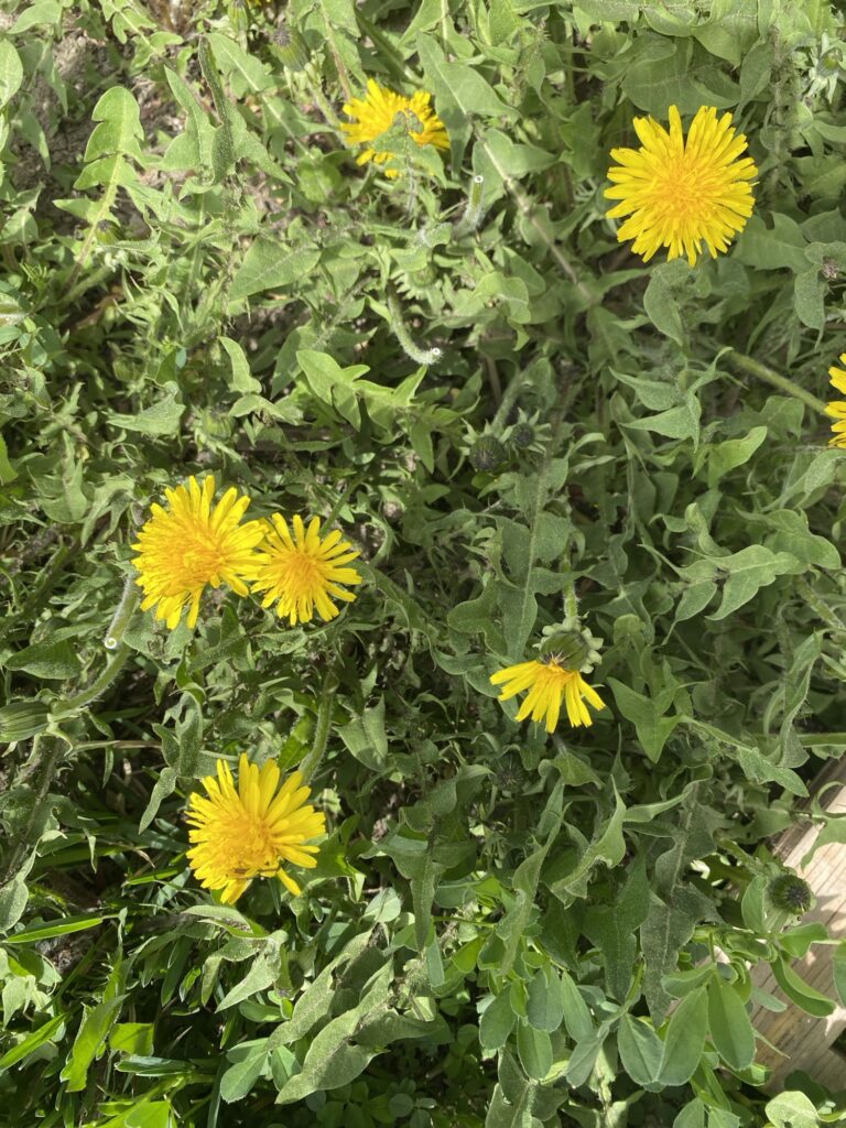 Medicinal and Culinary Uses of Dandelion Img 2963 768x1024