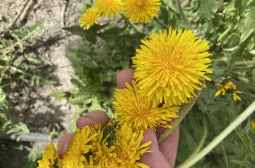Medicinal and Culinary Uses of Dandelion img 2964