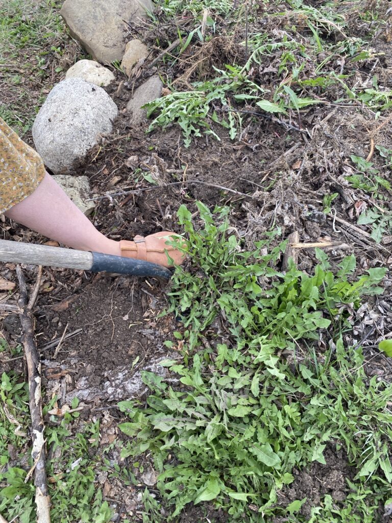 Medicinal and Culinary Uses of Dandelion Img 2991 768x1024