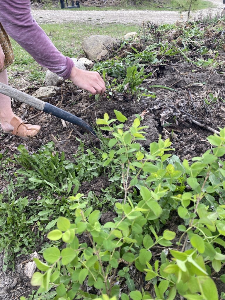 Medicinal and Culinary Uses of Dandelion Img 2998 768x1024