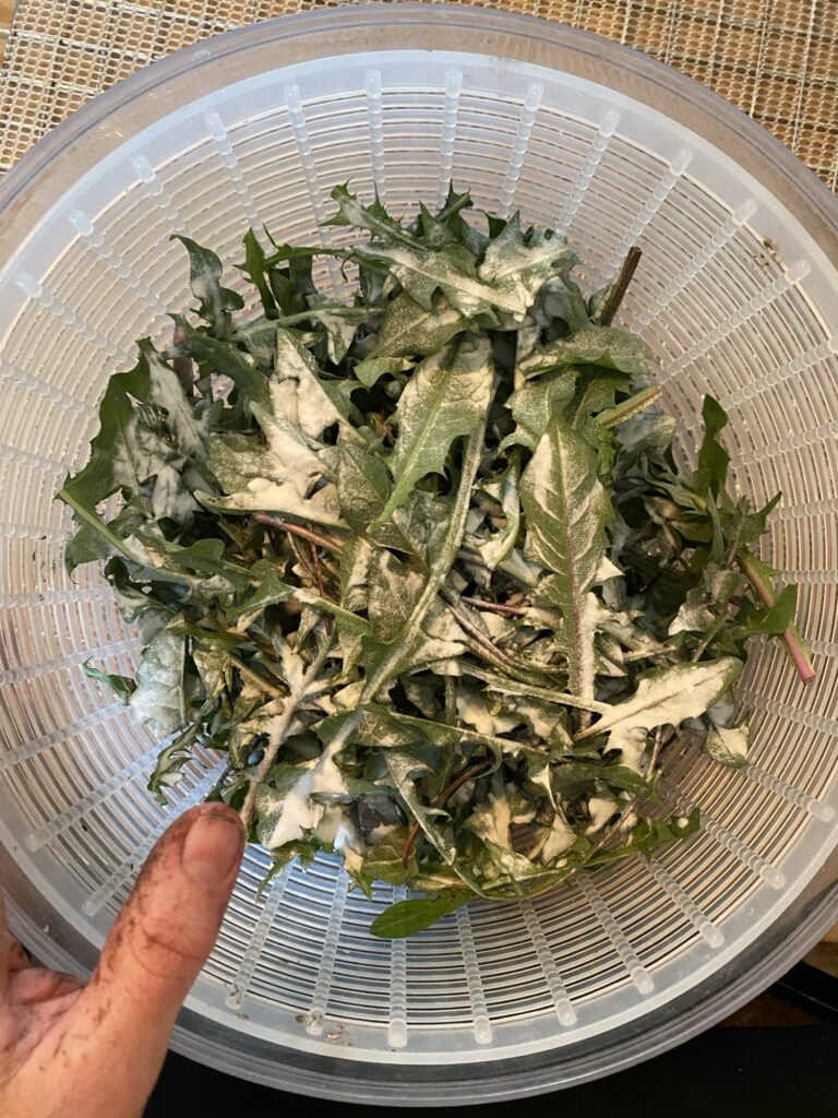 Medicinal and Culinary Uses of Dandelion Img 3032 768x1024