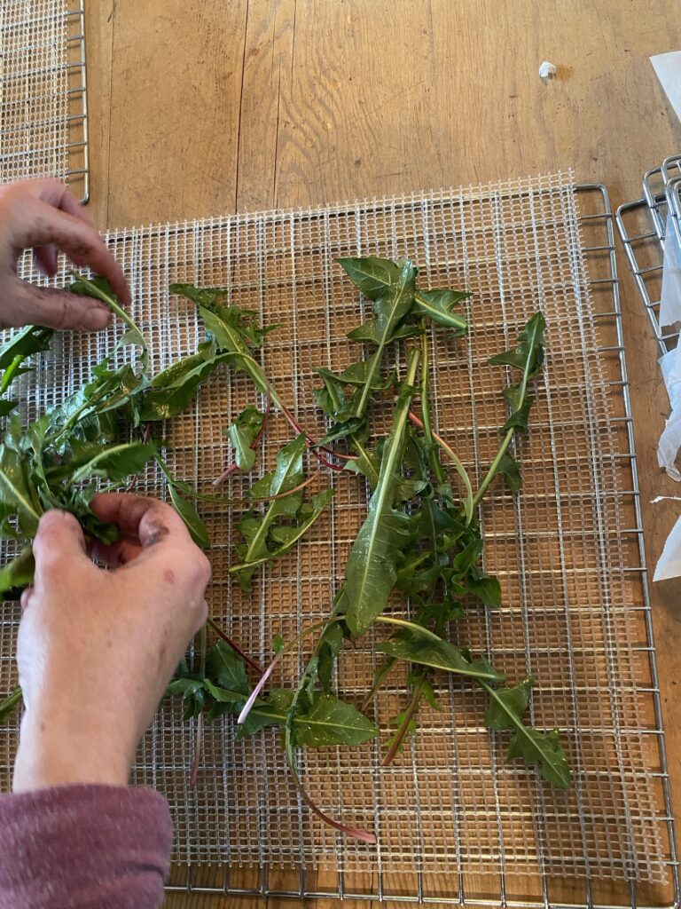 Medicinal and Culinary Uses of Dandelion Img 3036 768x1024