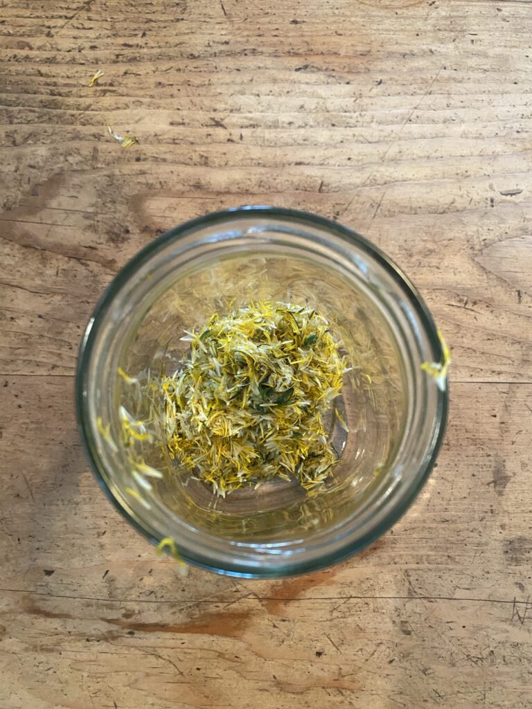 Medicinal and Culinary Uses of Dandelion Img 3054 768x1024