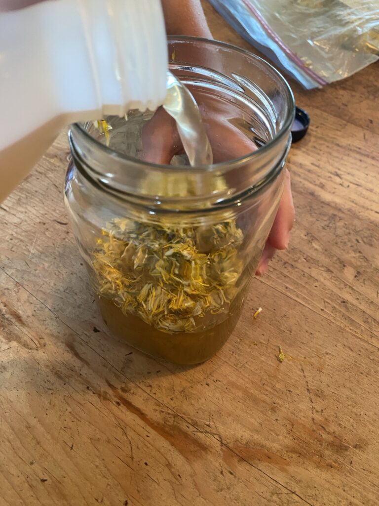 Medicinal and Culinary Uses of Dandelion Img 3056 768x1024