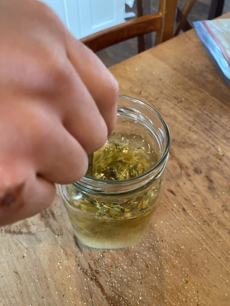 Medicinal and Culinary Uses of Dandelion Img 3068 768x1024