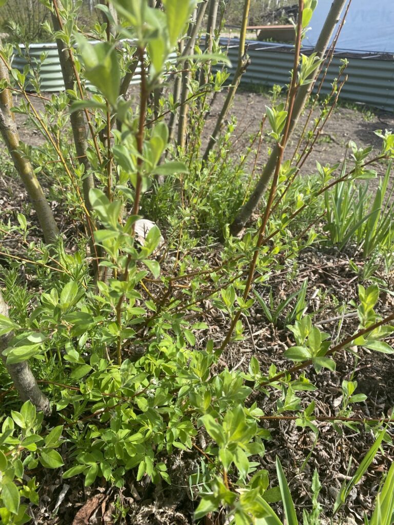 DIY Rooting Hormone Fertilizer Img 3128 1 768x1024