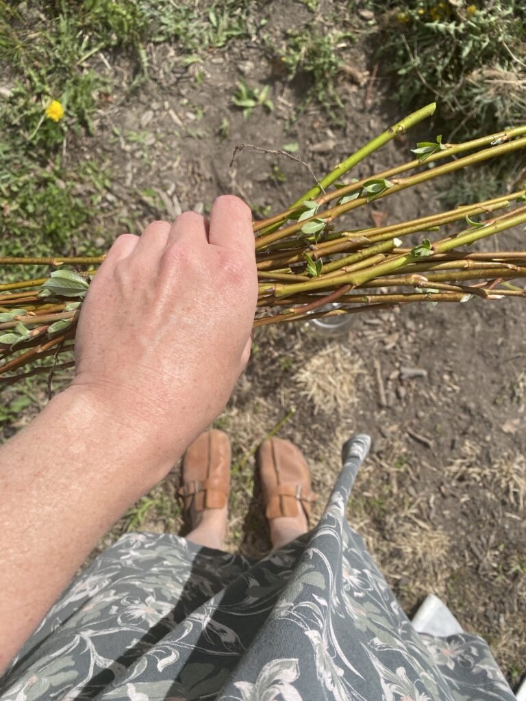 DIY Rooting Hormone Fertilizer Img 3129 768x1024