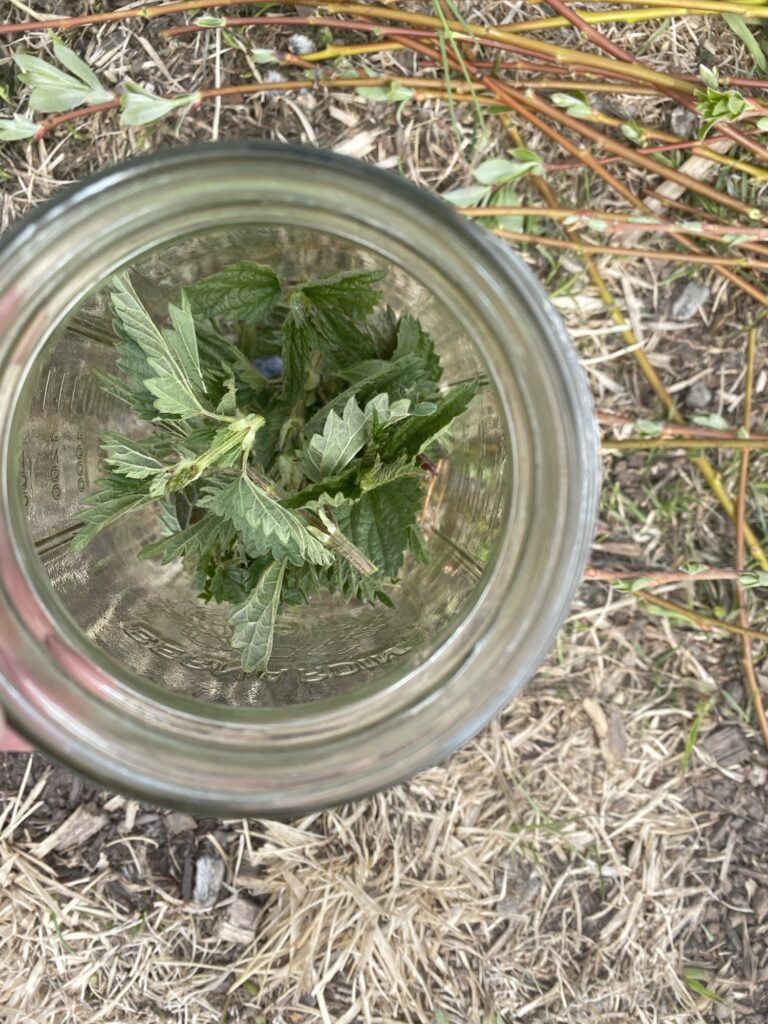 DIY Rooting Hormone Fertilizer Img 3130 768x1024