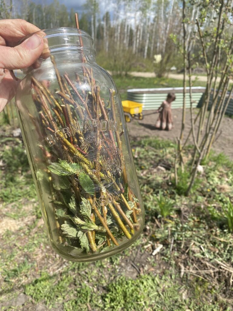 DIY Rooting Hormone Fertilizer Img 3131 768x1024