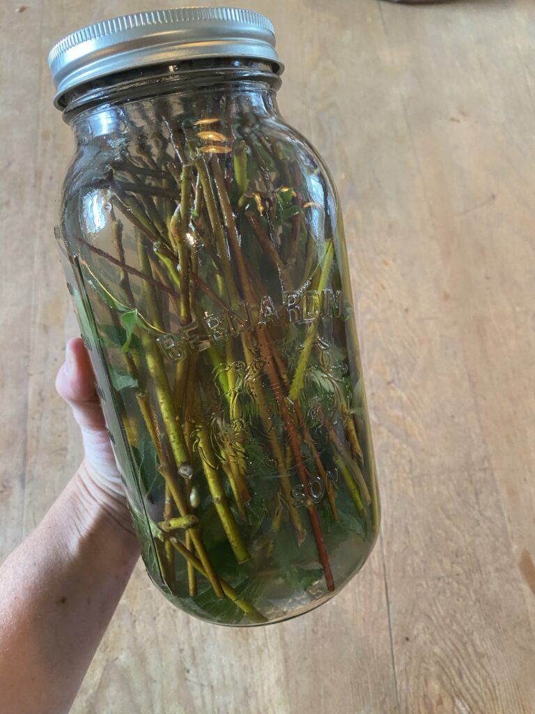 DIY Rooting Hormone Fertilizer Img 3163 768x1024