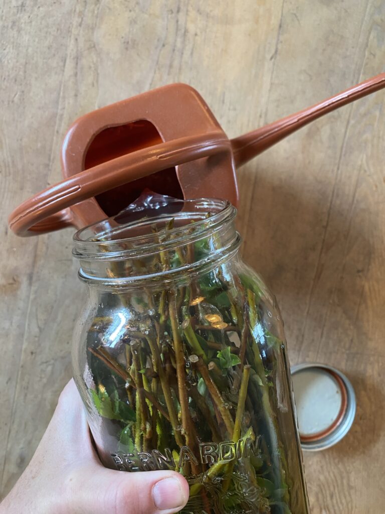 DIY Rooting Hormone Fertilizer Img 3164 768x1024
