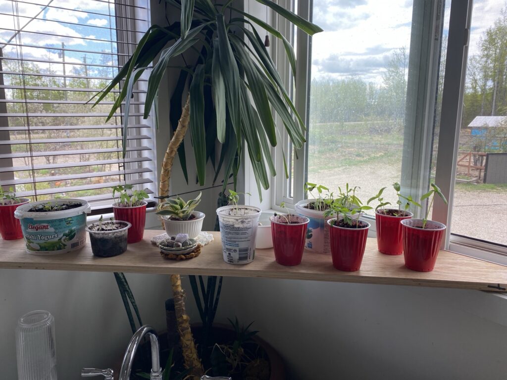 DIY Rooting Hormone Fertilizer Img 3165 1024x768