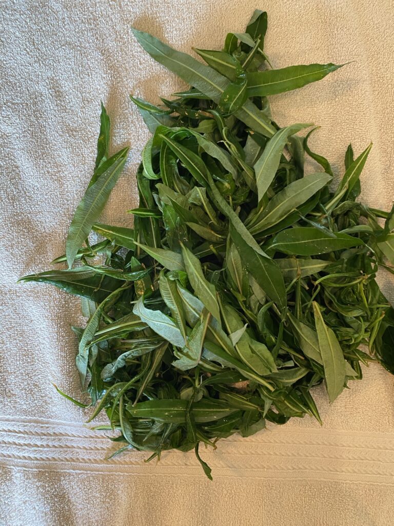 Ivan Chai Tea Img 3521 768x1024