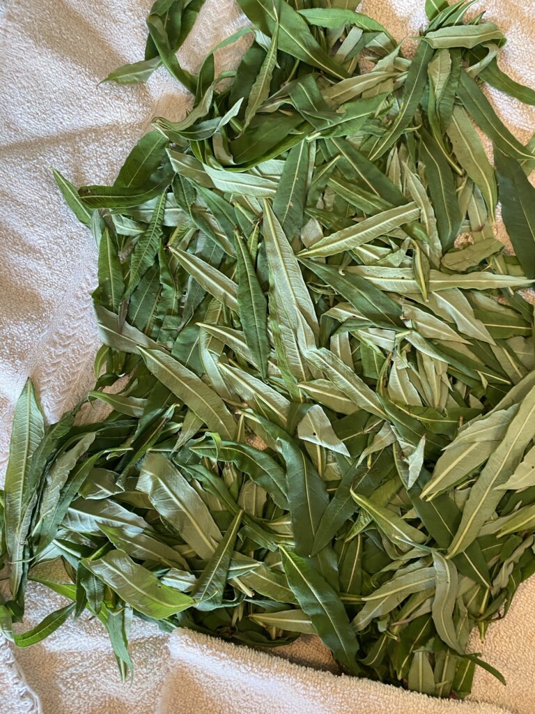 Ivan Chai Tea Img 3522 768x1024